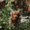 Relaxmydog、Calming Music for Dogs、Relaxing Music for Dogs《Ambient Atmosphere (纯音乐)》[MP3/LRC]