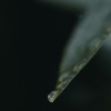 Relaxing Music、Deep Sleep、SPA - Able to Do Whatever