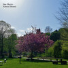 Dan Morris - Natural Beauty