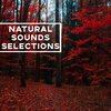 Natural Sounds Selections - Wild Birds By The Coast