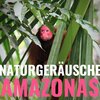 Evan Tierisch - Naturgeräusche Amazonas