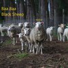Rey - Baa Baa Black Sheep