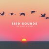 Natural Sounds、Natural Sounds Selections、Zen Sounds - Intro