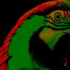 Bird Law、Ósmosis John - Silver Relay