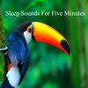 Relaxing Music - Sleep Sounds For Five Minutes