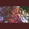 阿D - i see the light b