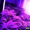 Reverb King - No Further (Explicit)
