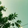 Some Tones - Paves
