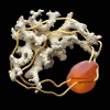 Lesky、FloFilz、Phlocalyst、Sakura Murakami - Oyster