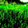 Slipstream - Bradlaugh Fields Forever