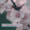 N.S.C. - Peaceful Dream (LoungeVersion)