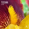 Tescana - La Cuta (Radio Edit)