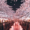 烟络 - 人海