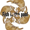 KiraCola - Fish in the pool