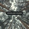 Relaxing Piano Music Consort - Life of Birds