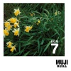 MUJI BGM - Drummond Castle