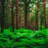 Canciones de Cuna Relax、Sueño Lucido、Meditação Zen - Té Y Zen