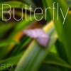 EleX - Butterfly