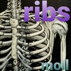 Moll - Ribs