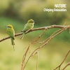 The Nature Soundscapes、Hi Freq Samples、Spa Music Relaxation《Nature and Birds》[MP3/LRC]