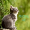 Music For Cats、Cat Music、Cats Music Zone《Distant Memory》[MP3/LRC]