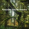 Cascada de Lluvia、Sounds of Nature for Deep Sleep and Relaxation、Relajación Natural Maestro - Crashing Waves with Seagulls