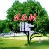 王克华（凡子） - 桂花树