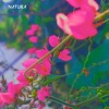 Relaxing Musk Ox《Natura》[MP3/LRC]