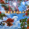 张展硕、璀璨星河 - 凤凰花开的路口 (合唱版)