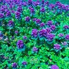 Young Orange、KFAB - My Own (feat. Kfab)(Explicit)