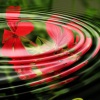 Calming Sounds、Rain Sounds & Nature Sounds、Relaxed Minds - Soft