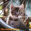Cat Music、Music For Cats、Cat Music Experience - Calling Your Name in the Dark