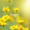 Peder B. Helland《Yellow Flower (Radio Edit)》[MP3/LRC]