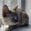 董冬冬 - 猫咪 伴奏