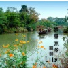 丽丽Lily - 梦里水乡