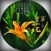 浅笑安然 - 萱草花