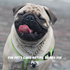 Epic Soundscapes、Dogs music、Cat Music - Peaceful Cat Noise