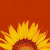 Samy - Sunflower