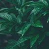 Reiki Music、Native American Flute、Meditação Maestro - Seaside Meditation