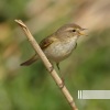 森林里的鸟、自然声带、森林的声音 - 鳥類森林 (可循環播放)