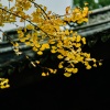 小vie - 爱恋