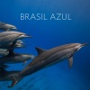 Alexandre Guerra、Budapest Symphony Orchestra《Abertura Brasil Azul》[MP3/LRC]