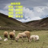 张伟东 - 放牧高原