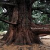 Dr. Samuel J. Hoffman、Leslie Baxter、Harry Revel - Celestial Nocturne