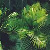 Organic Nature Sounds、Musica Relajante Para Dormir、Asian Zen Spa Music Meditation - Quiet Forest