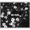 野菊花 - 걷고, 걷고 (走着,走着)