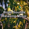 Yoga Master、Yoga Shala、Yoga & Meditation《Birds Sounds Natural Sounds To Loop as Long as you Need》[MP3/LRC]