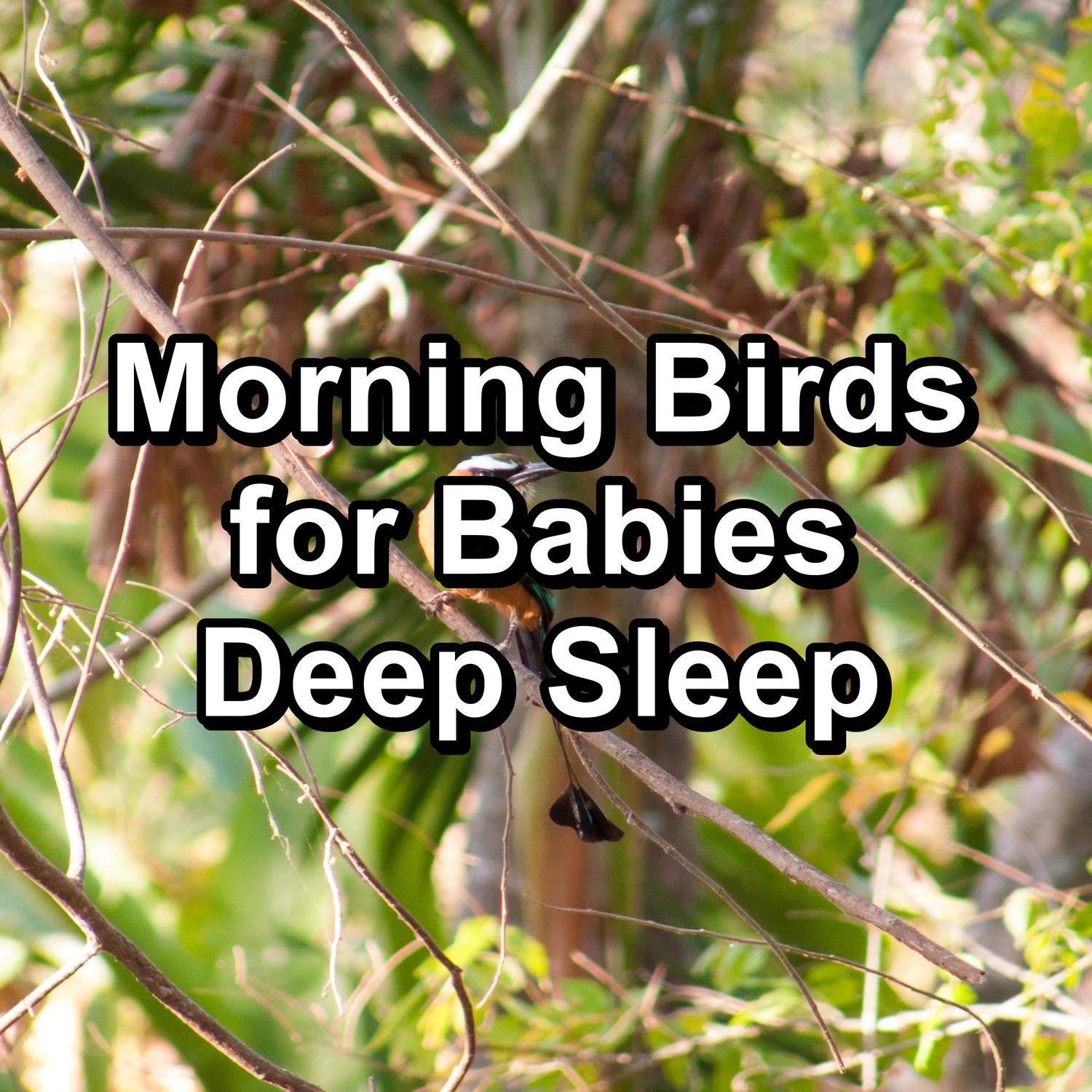 Nature Sounds、Nature、Animal and Bird Songs - Rest Bird Sounds Instant Deep Sleep To Loop as Long as you Need