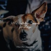 Music For Dogs Peace、Official Pet Care Collection、Sleeping Music For Dogs《Starting Today》[MP3/LRC]