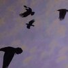 Aurelius - Crowed